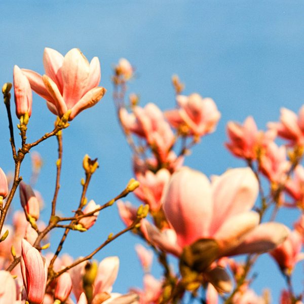 Kodak Ektar 100 Kodak Ektar 100 35mm Pink Blossom against blue sky