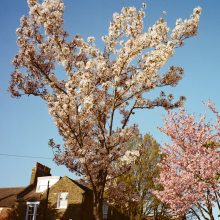 Kodak Portra 400 120 Film Kodak Portra 400 120 Film