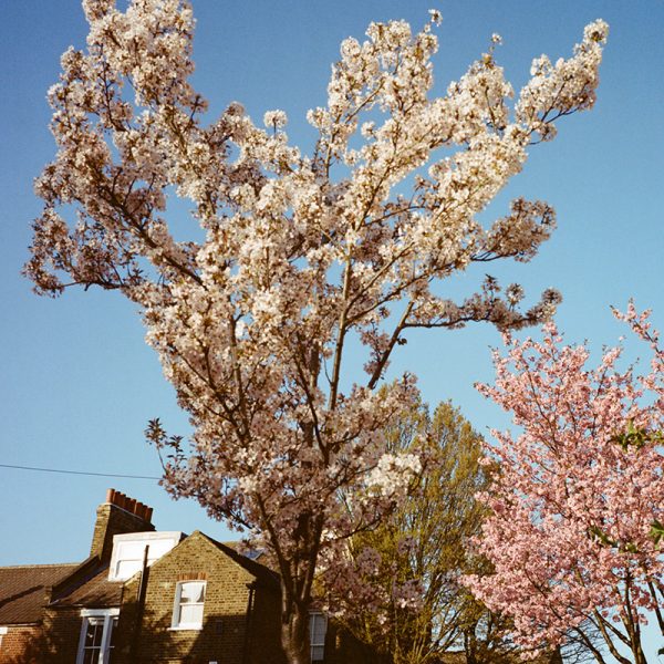 Kodak Portra 400 120 Film Kodak Portra 400 120 Film