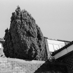 Kodak HC-110 Developer Tri-X 400 35mm