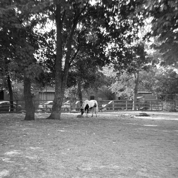 Kentmere Pan 400 35mm Film Harman Reusasble Camera Kentmere Pan 400 35mm Film Harman Reusasble Camera