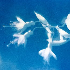 This is How You Make Cyanotypes Image