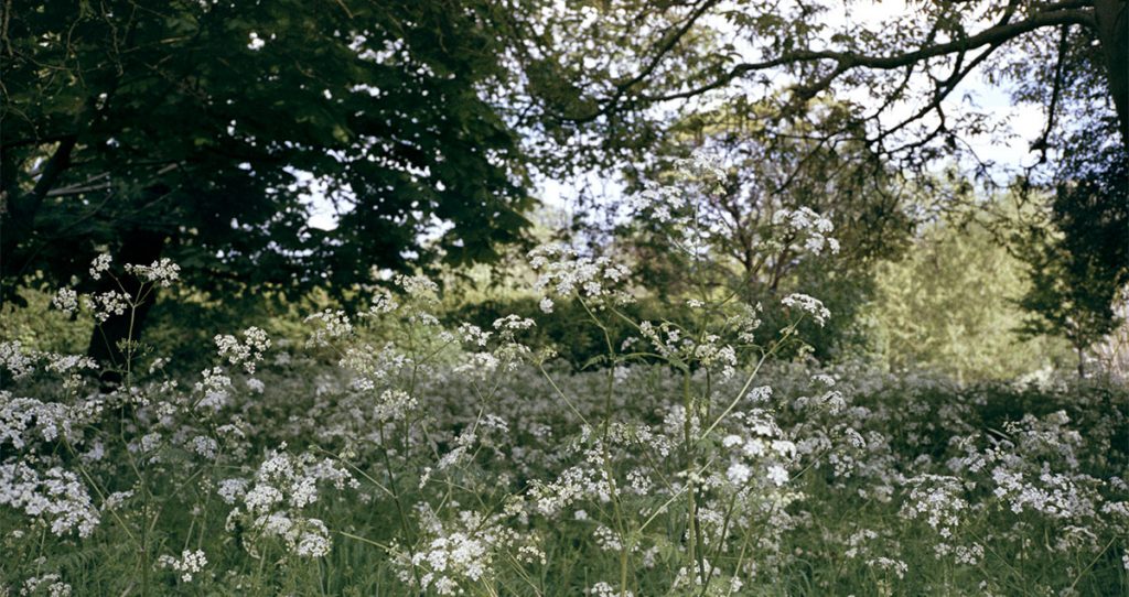 Fuji Superia 400 shot on a Contax T3