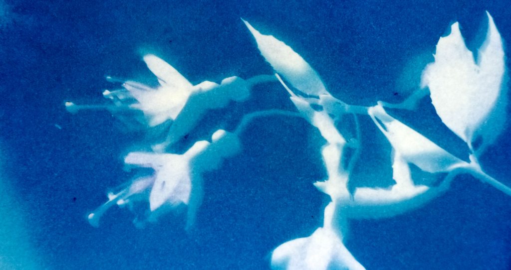 How To Make Cyanotypes