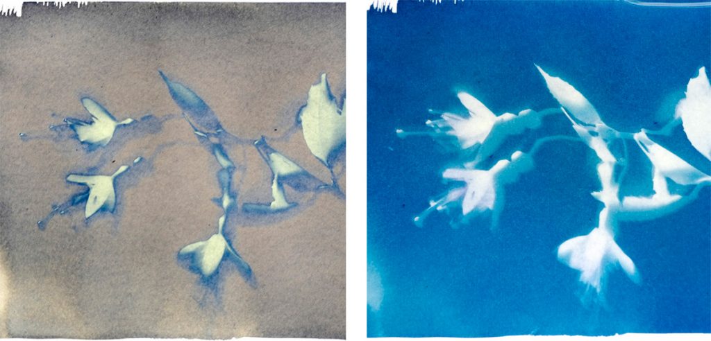 How To Make Cyanotypes