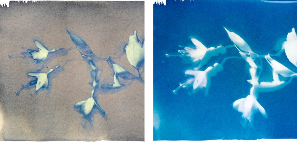 How To Make Cyanotypes Parallax Photographic How To Make Cyanotypes Parallax Photographic