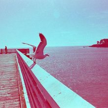 Revolog 600nm 35mm Film 3 Revolog 600nm