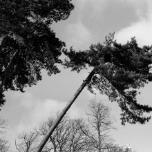 CineStill-BWXX-Double-X-Contax-G2