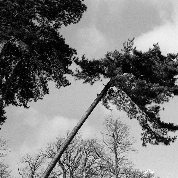 CineStill-BWXX-Double-X-Contax-G2