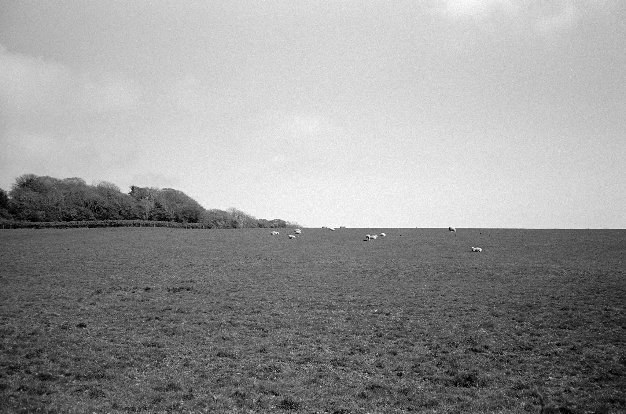 Adox Silvermax 100 Film Review Shot on a Contax T3