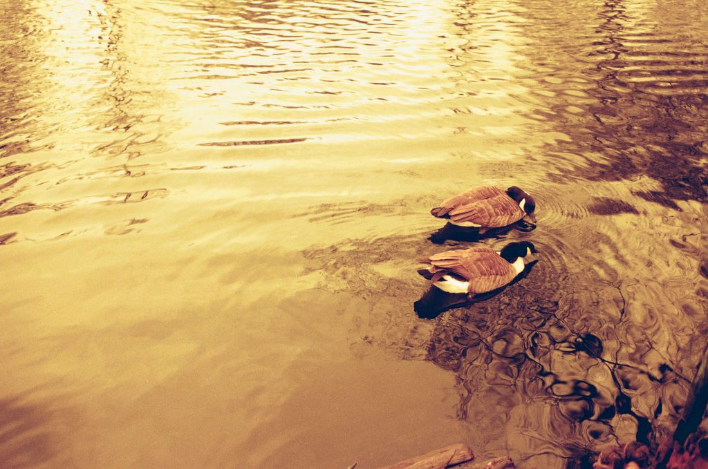 Here is our Redscale Kodak ColorPlus 200 Film Review. Ducks on pond