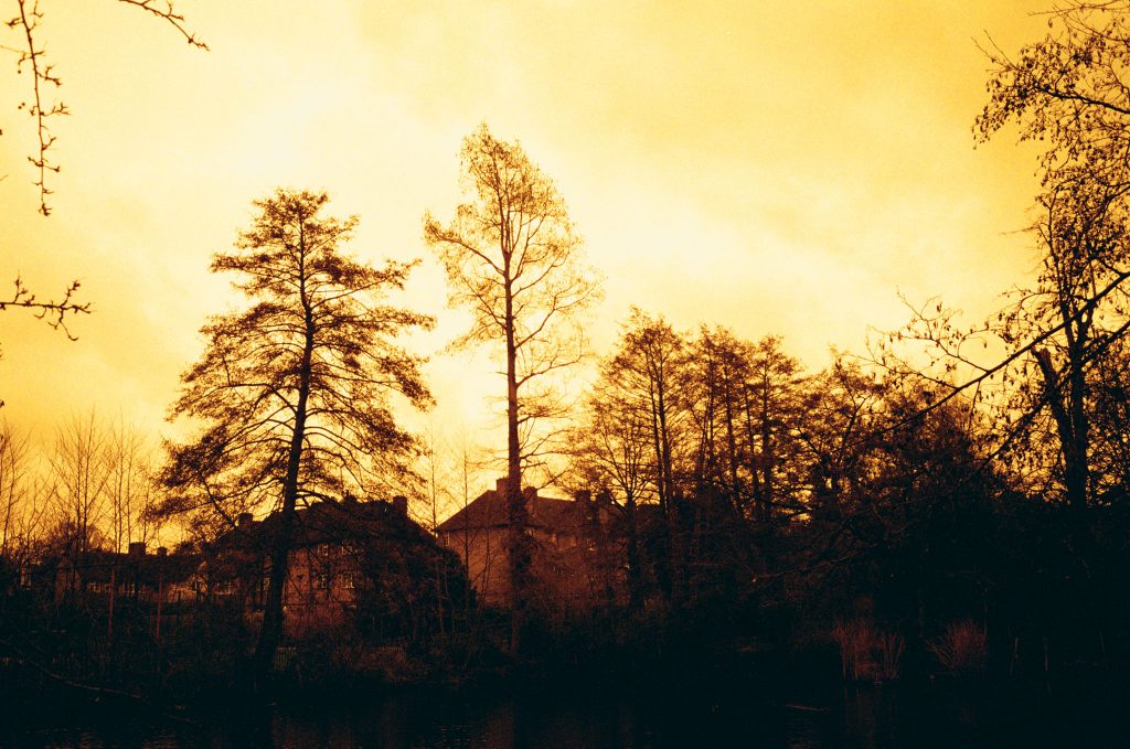 Here is our Redscale Kodak ColorPlus 200 Film Review. Trees against sky
