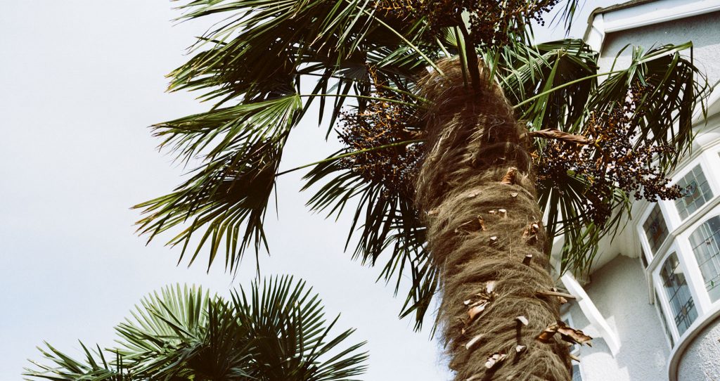 Kodak Portra 160 35mm Film Review