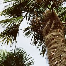 Kodak Portra 160 35mm Film Review