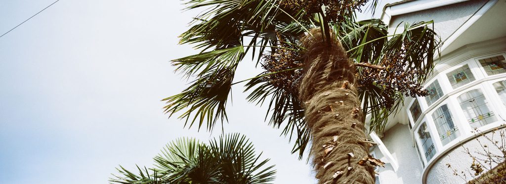 Kodak Portra 160 Palm Trees London