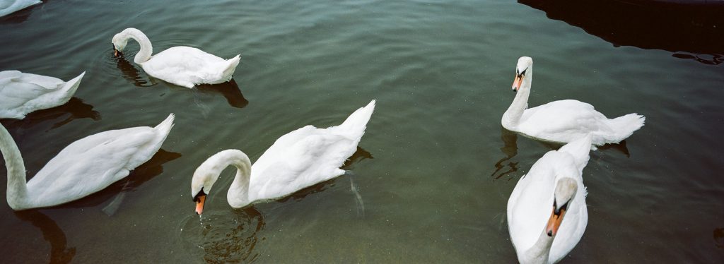 Kodak Portra 160 Swans Hyde Park