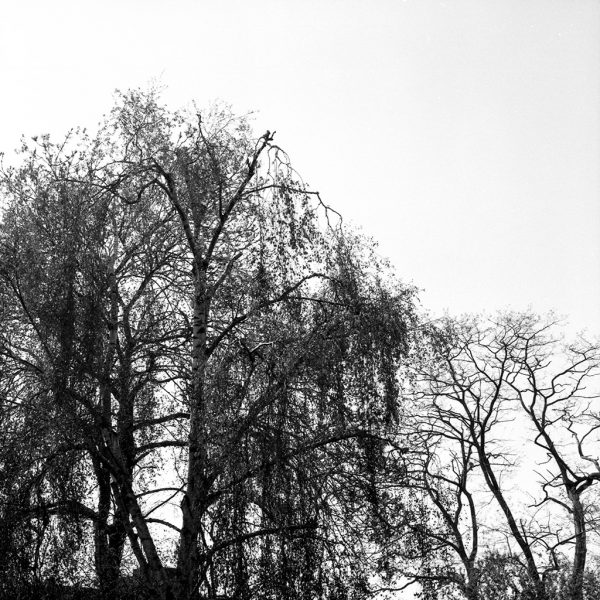 Rotolo Di Film Per DTF 30 Cm Vendita Online - DNA - Foto 4