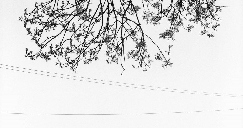 Ilford Ortho Plus 120 Film Review