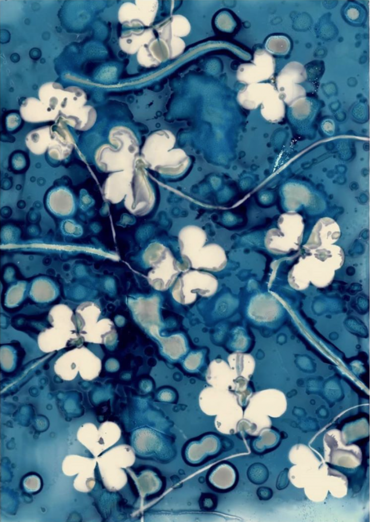 This Is How You Make Cyanotypes