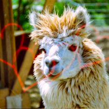 Kono Original Liebe 35mm Film