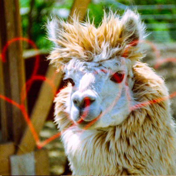 Kono Original Liebe 35mm Film