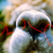 Kono Original Liebe 35mm Film