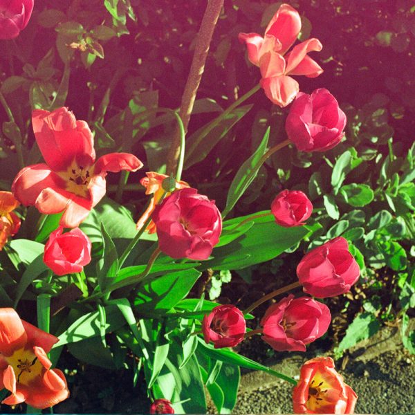 Kono! Original Mirage 35mm Film 1 Kono Original Mirage Roses