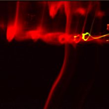 Kono! Rotwild No2 35mm Film