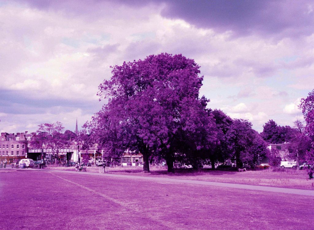 Lomography Lomochrome Purple 120 Film Review Brockwell Park