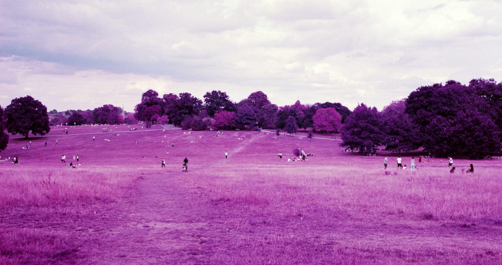 Lomography Lomochrome Purple 120 Film Review