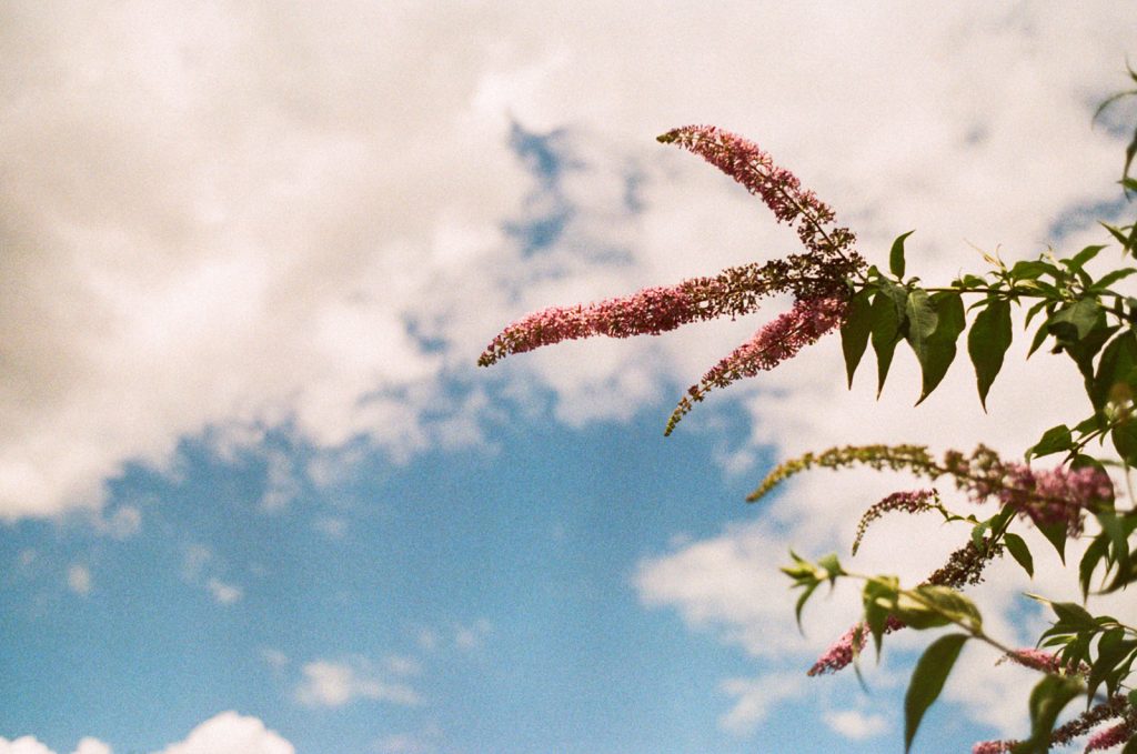 Sky and Pink Plant. Expired Kodak Film