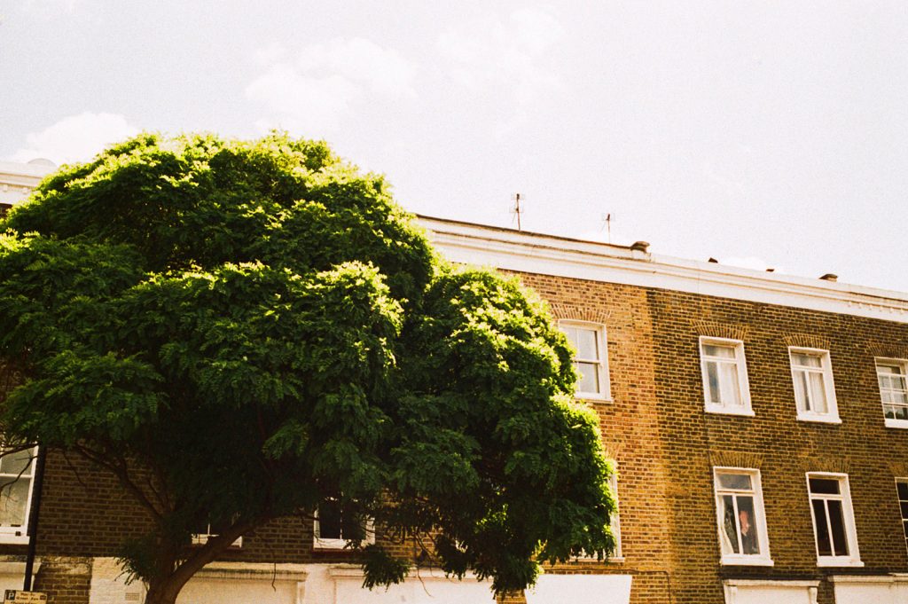 Green Tree in street. Shot on old film.