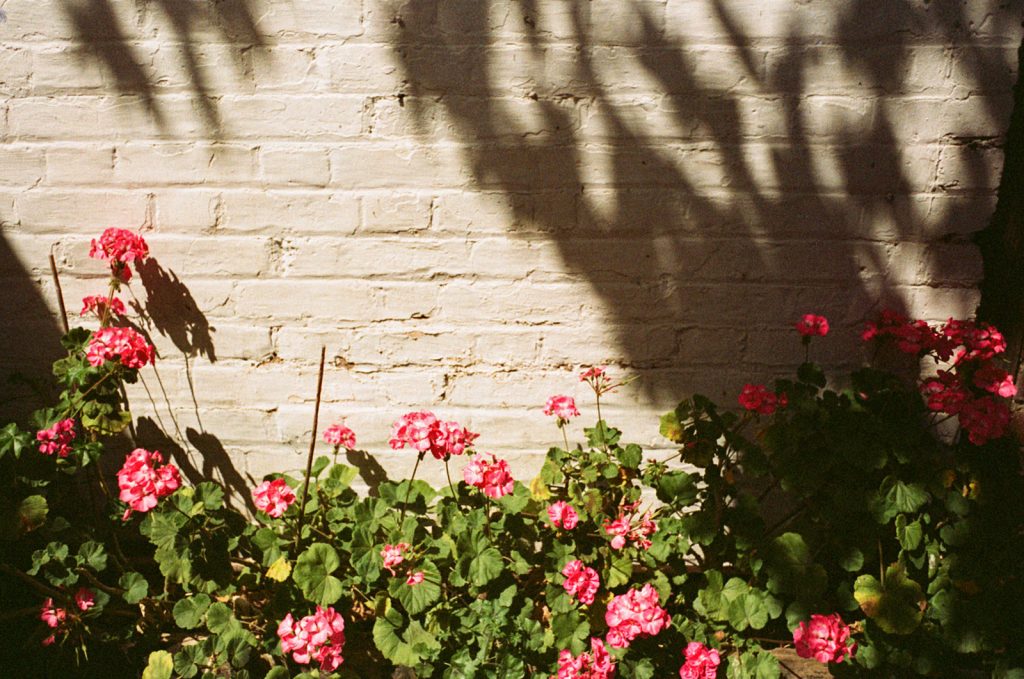 Kodak Ultra 400 Expired Film Review Flowers and Wall