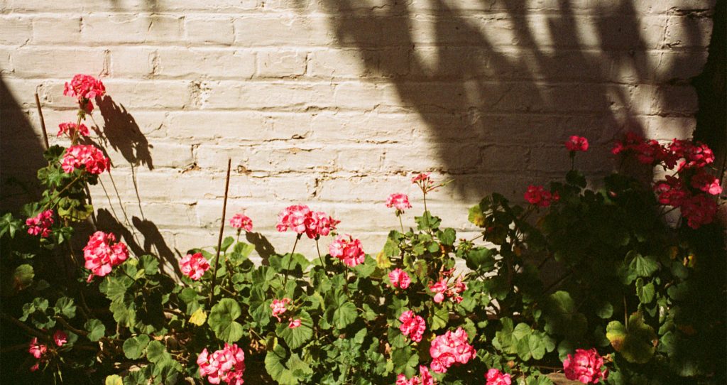 Kodak Ultra 400 Expired Film Review