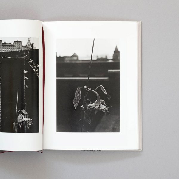 JOHN COHEN Do Not Disturb My Waking Dream