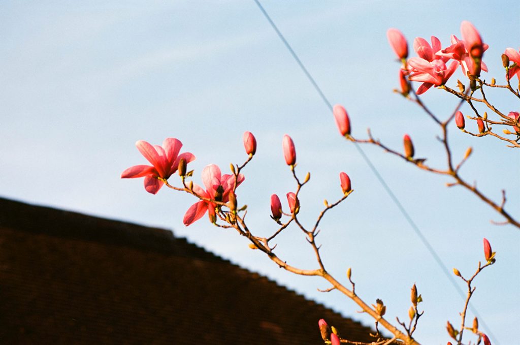 Blossom and sky shot on Kodka Ektar 35mm film