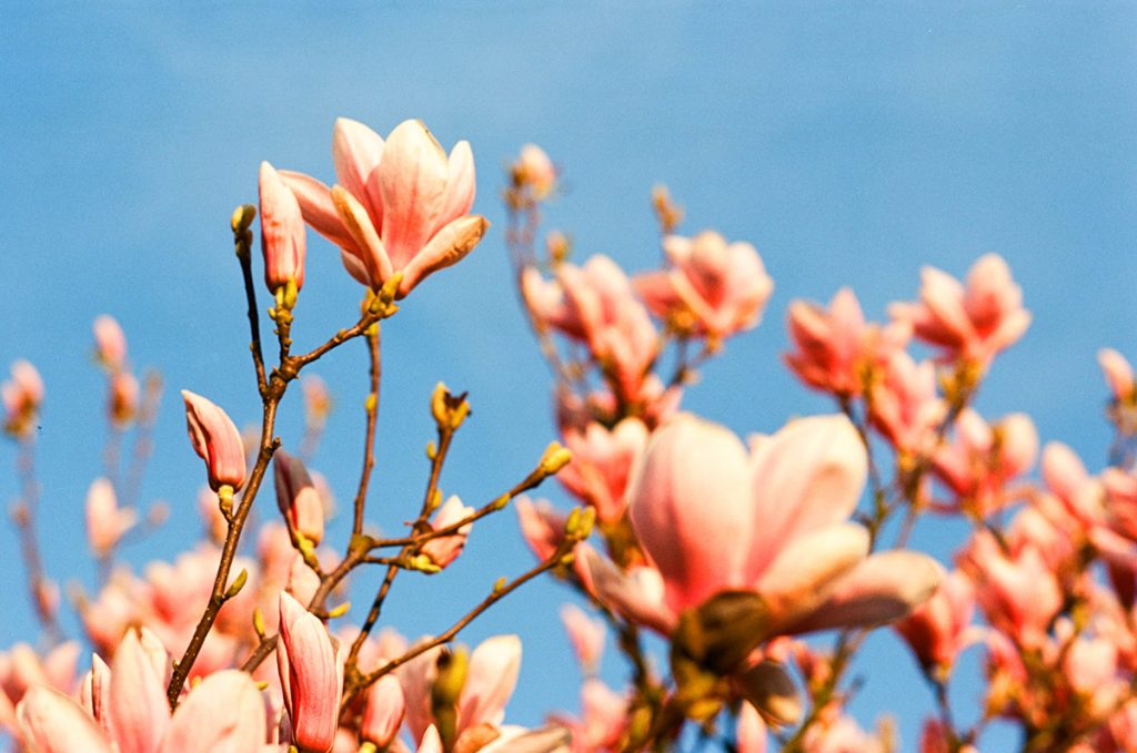 Pink blossom against a blue sky shot on 35mm Kodak Ektar film