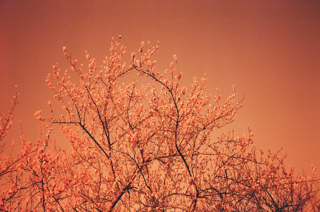 Redscale Fuji Superia 400 mjuii Camberwell 18