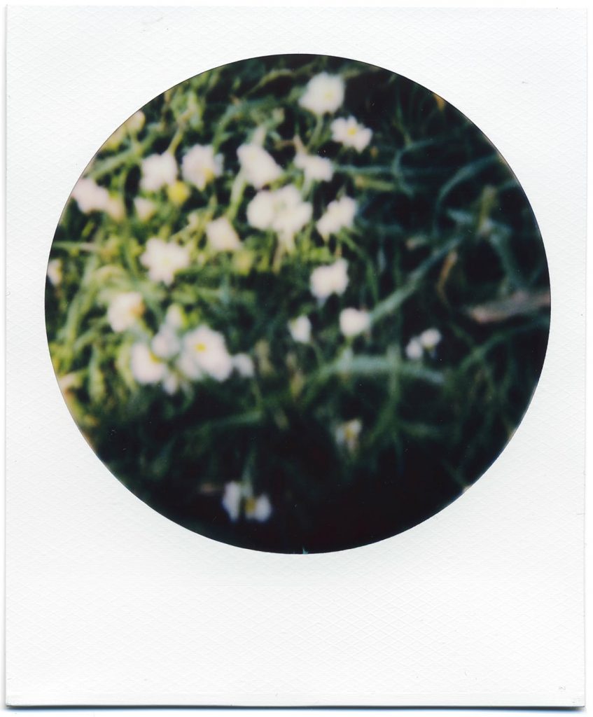 Out of focus daisies on Polaroid 600 film.