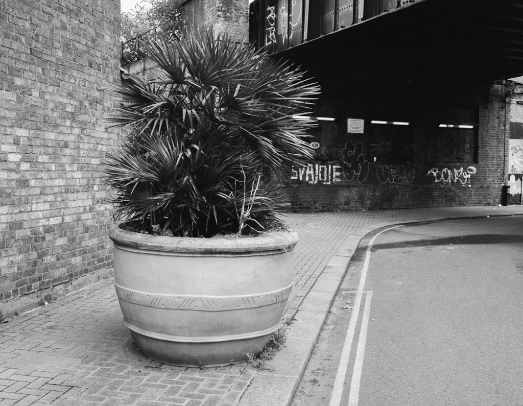 Palm Plant CineStill BWXX GA645i Monobath