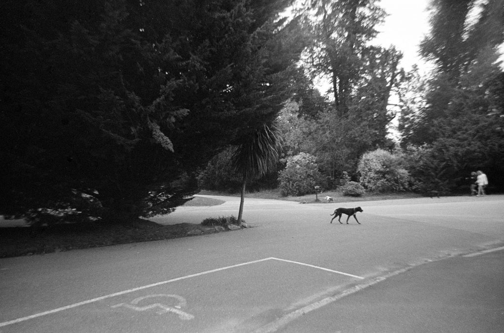 AgfaPhoto APX 400 35mm Film 36 Exposures - Parallax Photographic