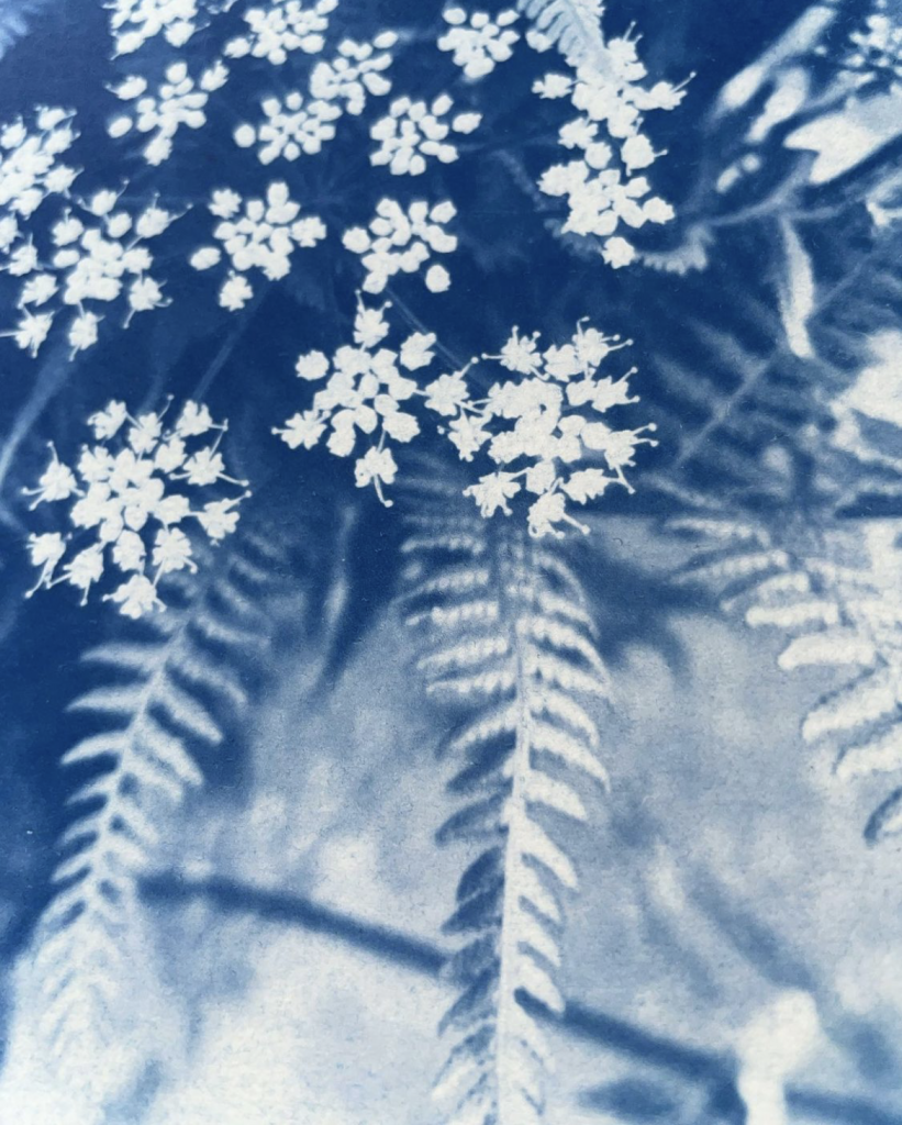 How To Use Cyanotype Paper - Parallax Photographic Coop