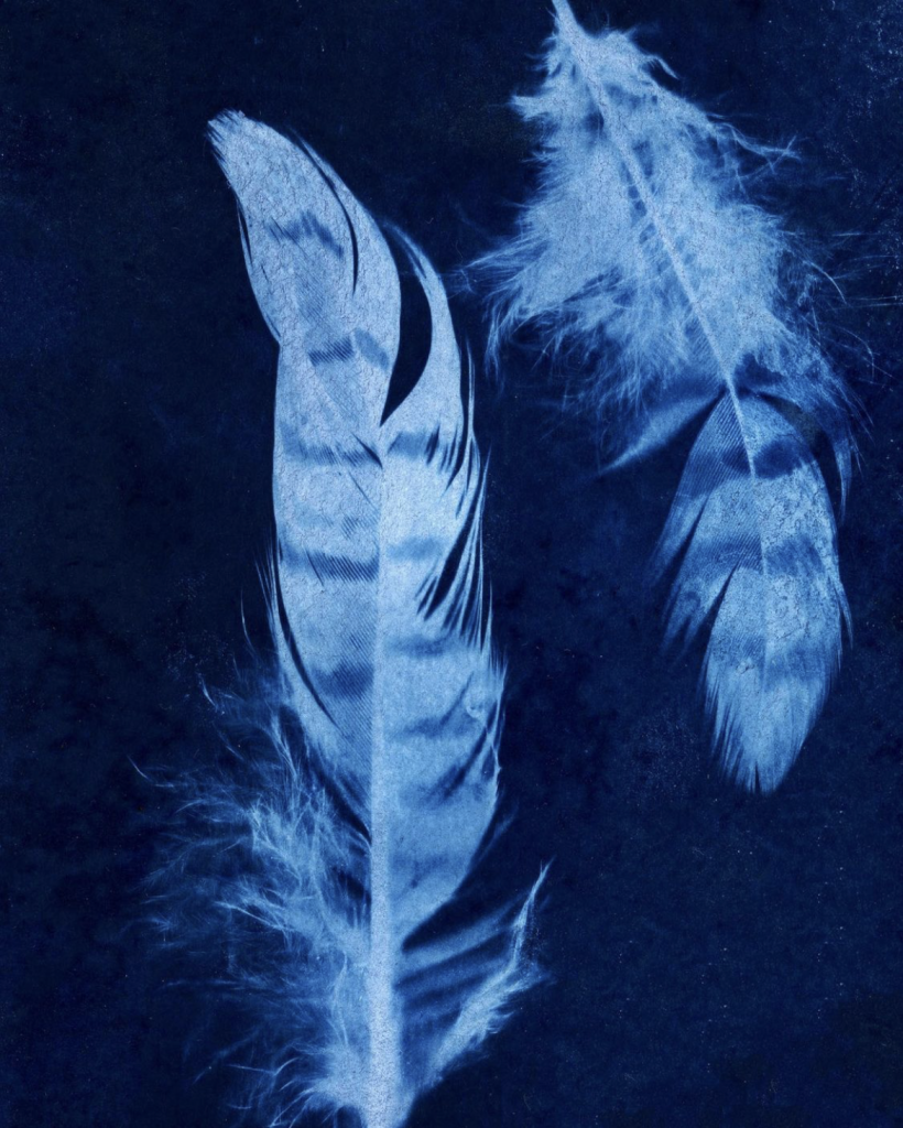 How To Use Cyanotype Paper - Parallax Photographic Coop