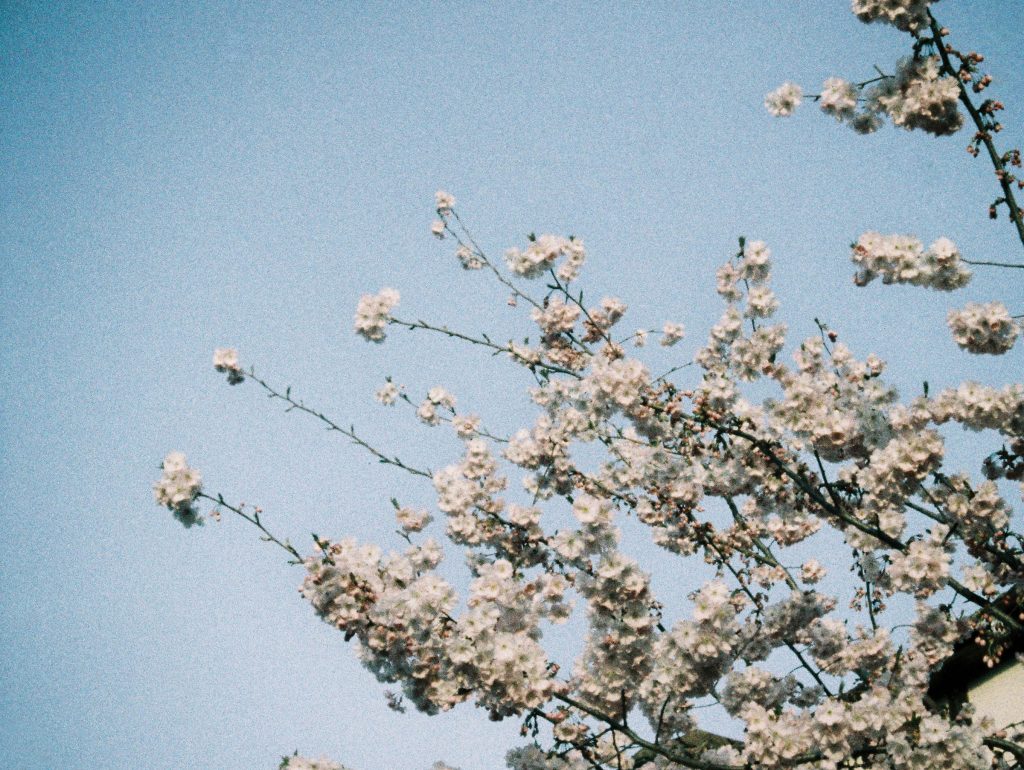 Blossom against a blue sky. Photographed on Lomo Metropolis 110 Film