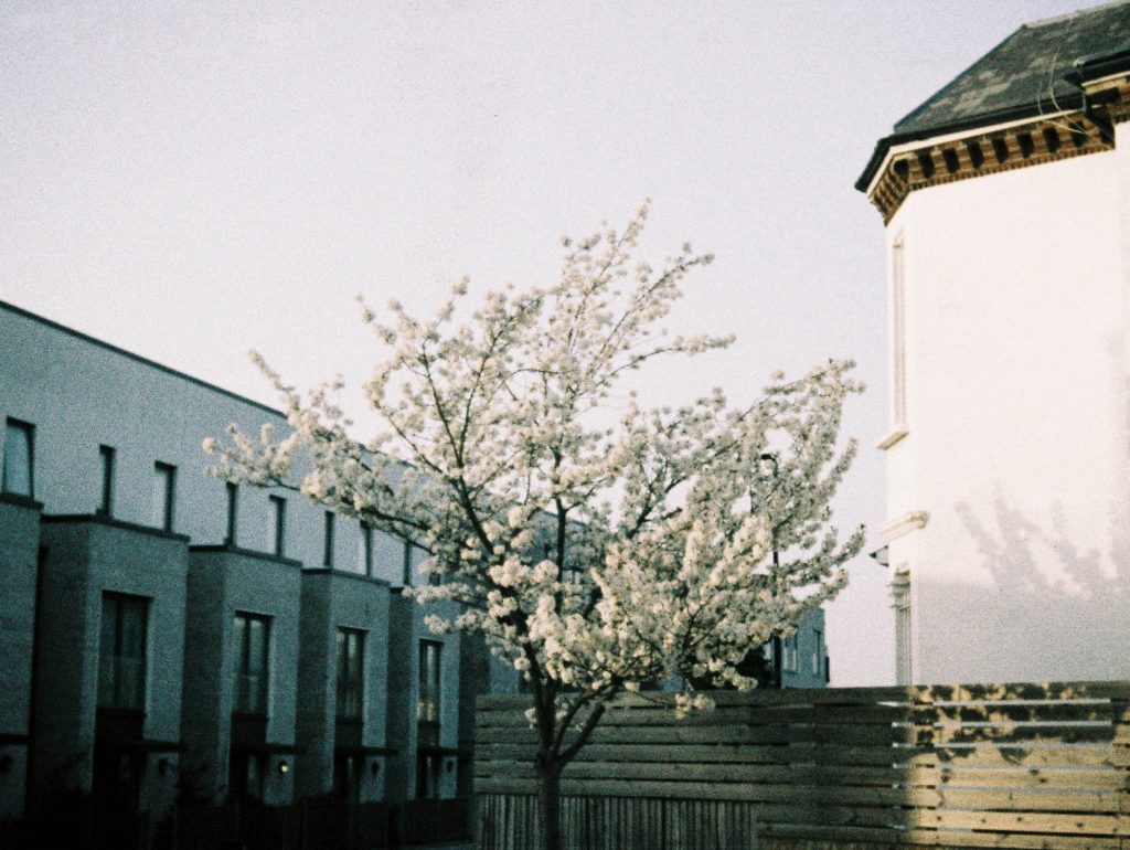 Blossom with grey building in the background and shadow against a white wall.