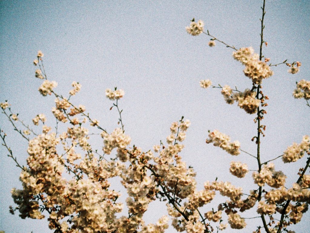 Blossom agains the sky. Lomochrome Metropolis 110 format film.