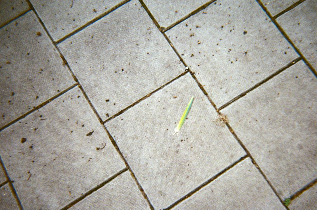 Parrot feather on the pavement Dubblefilm Daily Color 35mm