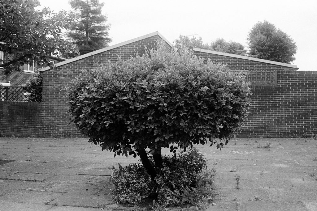 Tree East Dulwich Ilford HP5 400 Pyro Developer