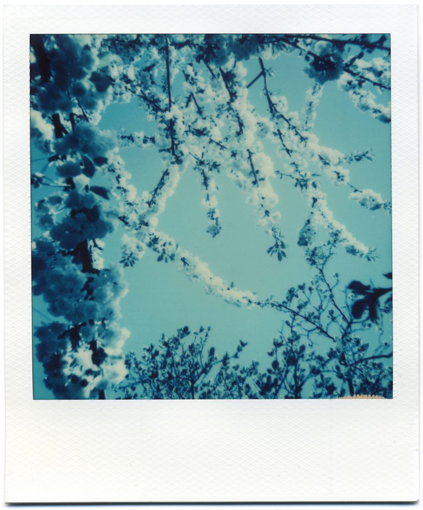 Blue Blossom. Sample Image. Polaroid Blue 600 Reclaimed Edition