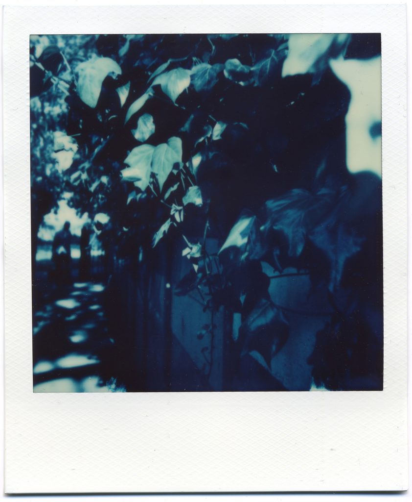 Plants, blue Polaroid. Reclaimed Edition